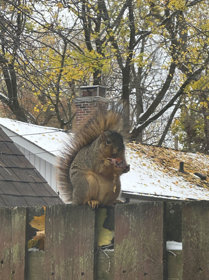 These Absolute Unit Giants Are So Big, They’ll Make Your Jaw Drop!