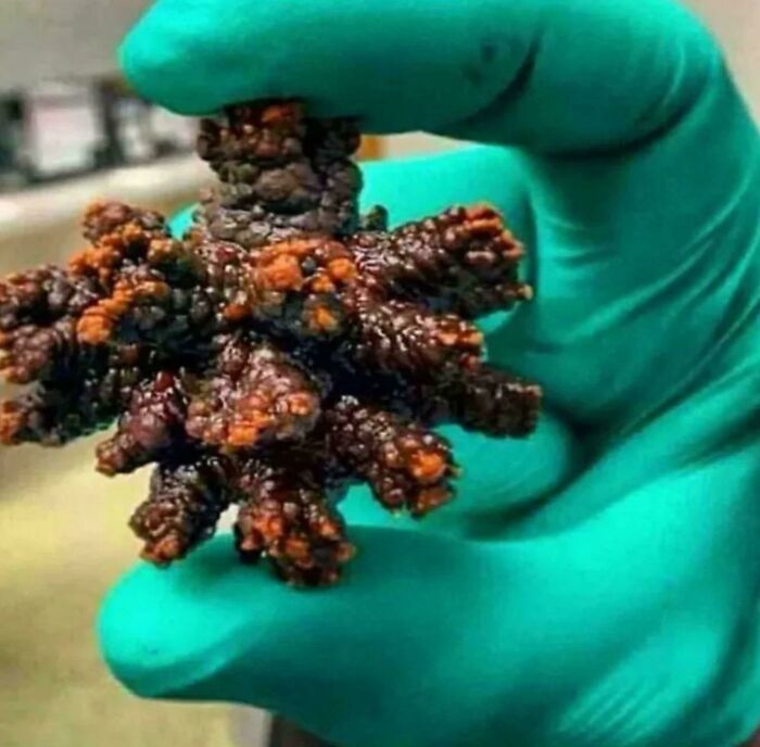 These Absolute Unit Giants Are So Big, They’ll Make Your Jaw Drop!