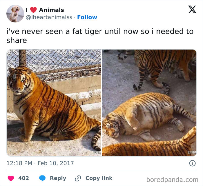 These Absolute Unit Giants Are So Big, They’ll Make Your Jaw Drop!