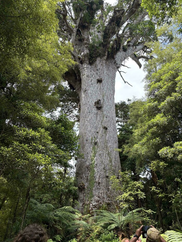 These Absolute Unit Giants Are So Big, They’ll Make Your Jaw Drop!