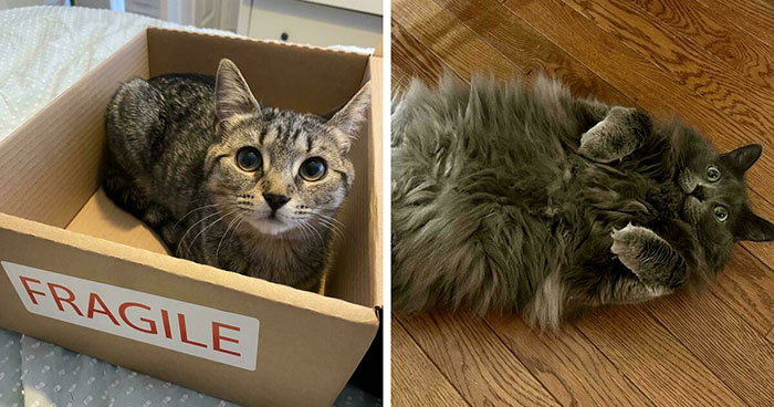 Cats Being Goofy: 58 Pics That Prove They’re Basically Tiny Furry Comedians