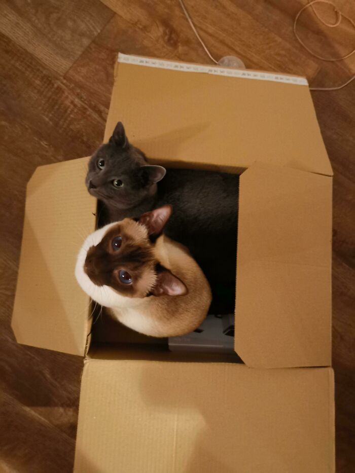 Trap Success — Both Cats Caught!