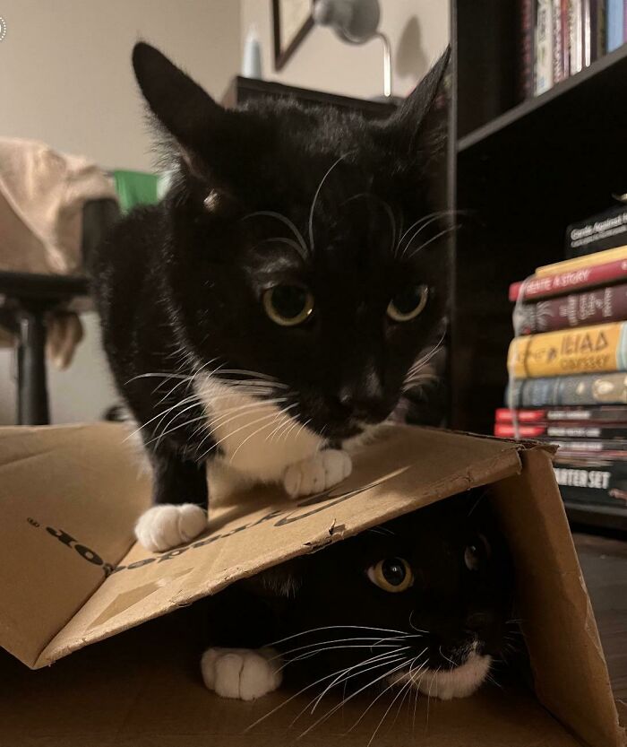 Sibling Rivalry Trap Edition