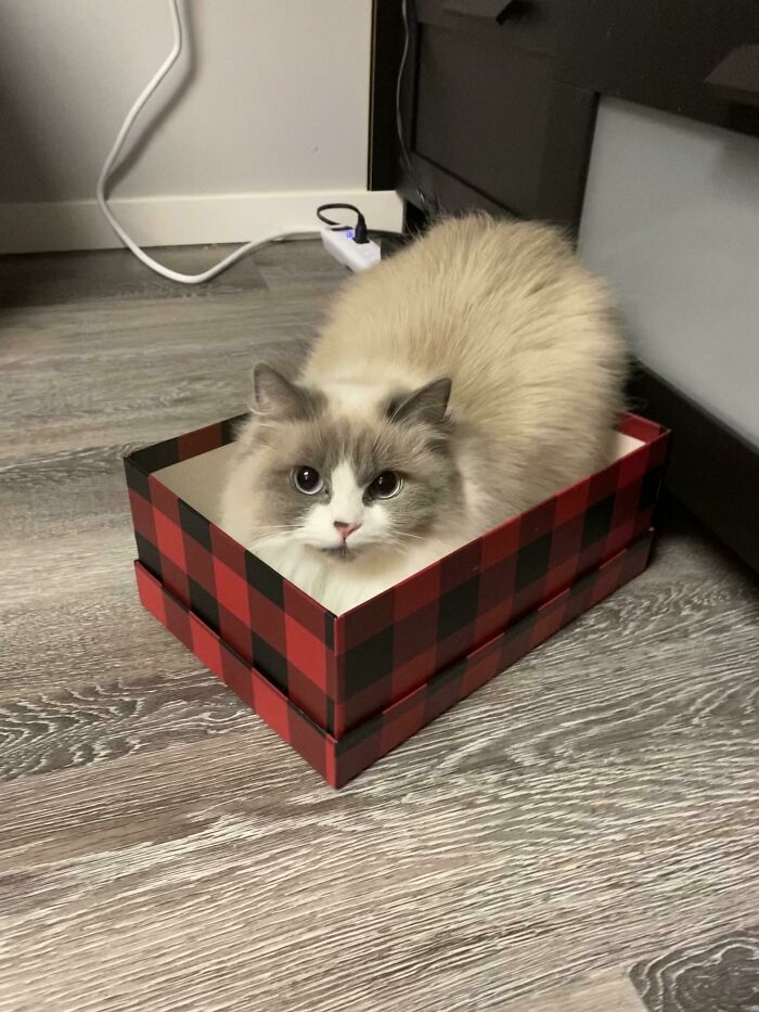 Half Trapped, Full Drama