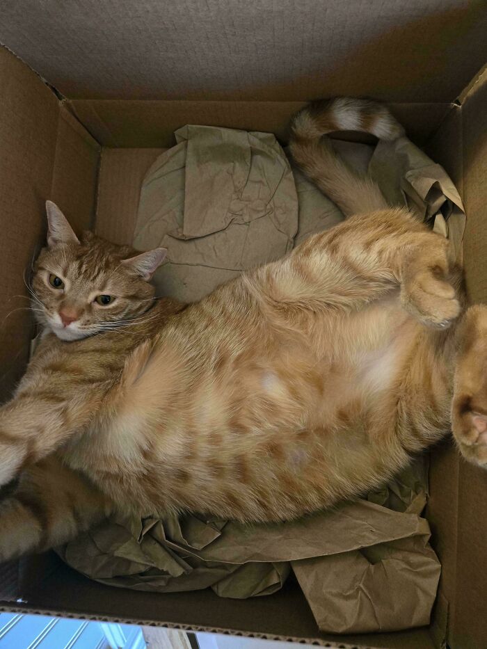 Orange Cat Being 100% Orange