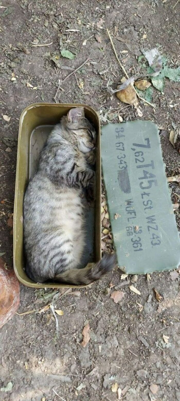 Cat Supplies Finally Arrived!