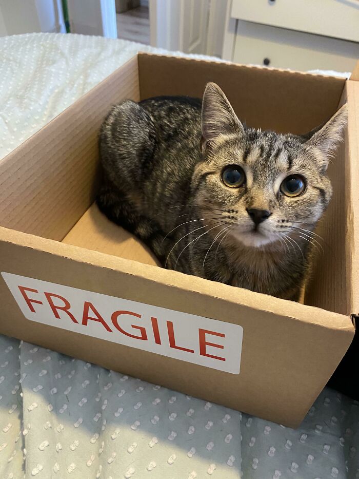 Stevie Nicks In A Box—and Feeling It