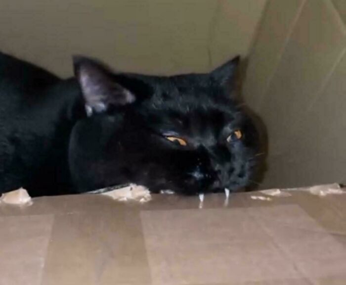 Stapler or Fat Cat? The Debate Is Real