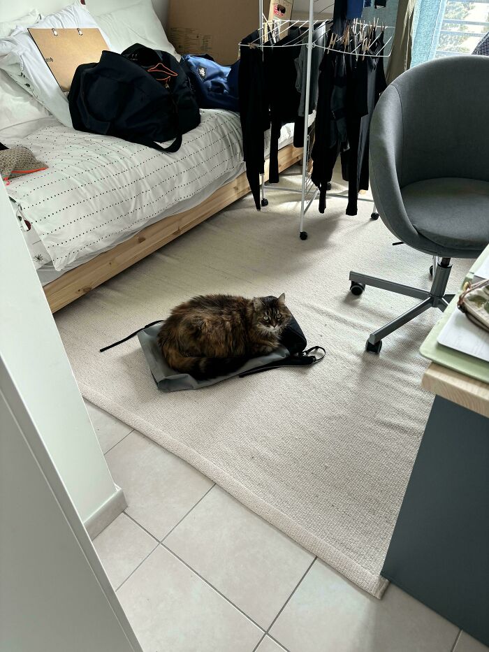 I Swear I Left My Backpack Here For A Second