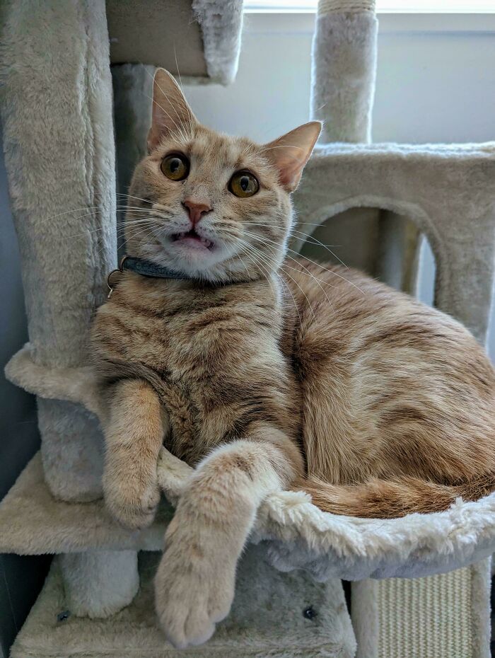 Oatmilk’s Regret After Biting Sanitized Finger