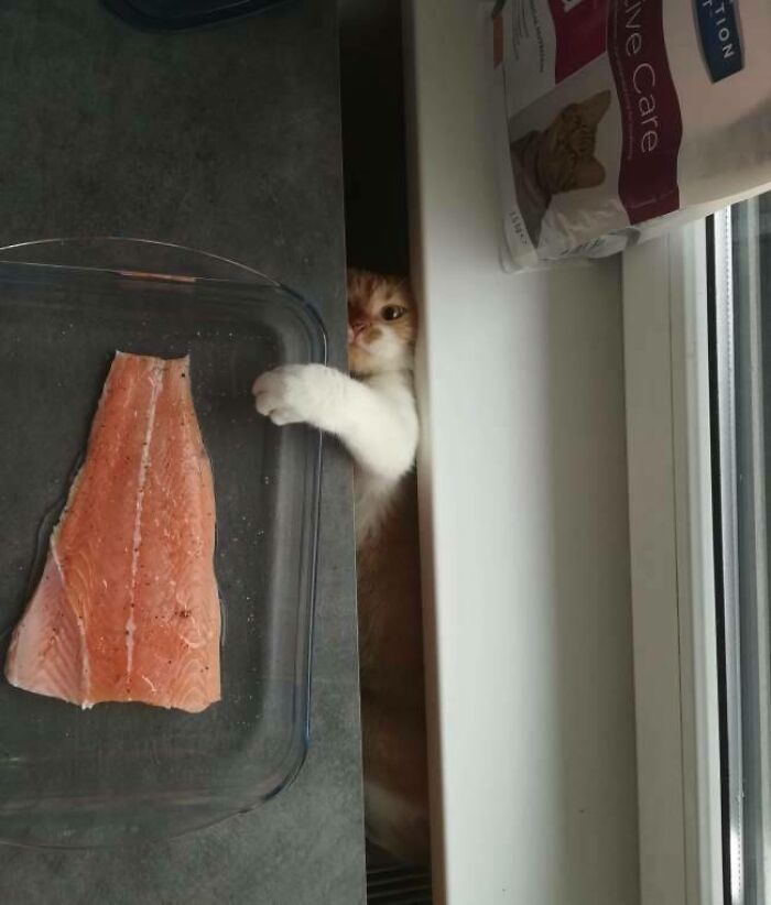 Mission Totally Busted