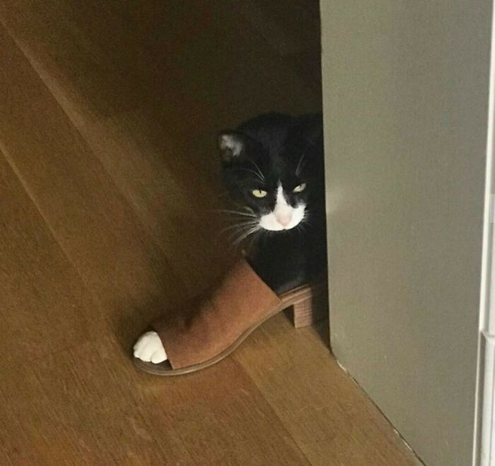 When Cat Meets Fashion