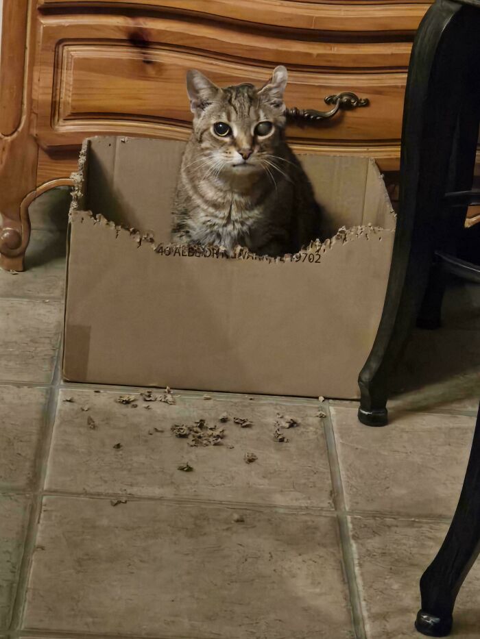 Charlie vs. Cardboard: No Box is Safe