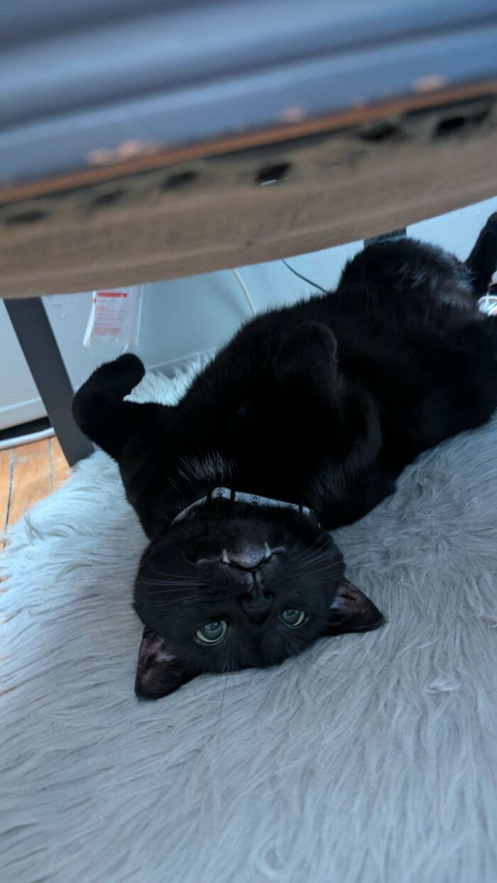 Stapler Under The Chair Mystery