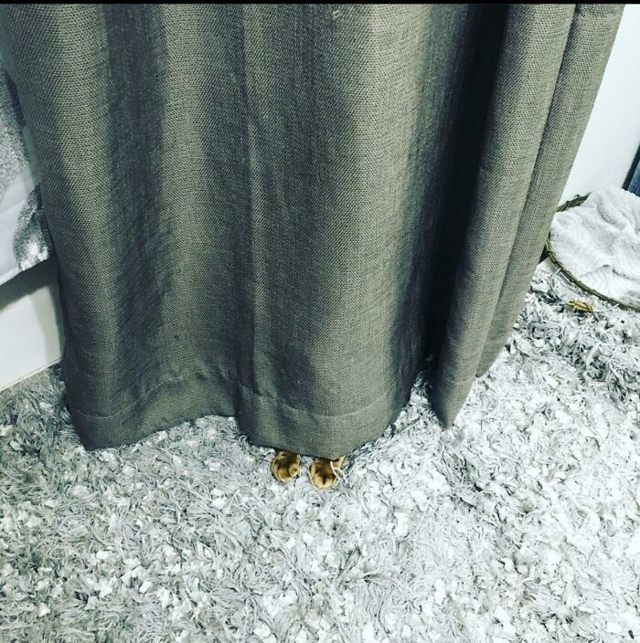 Benji: Hide ‘N Seek Champion Forever