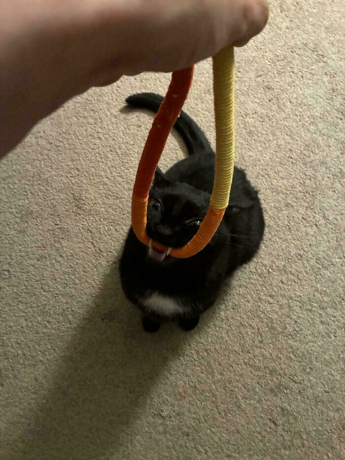 New Toy, New Trouble