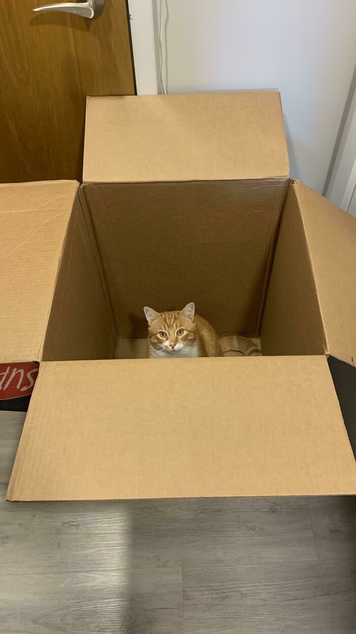 Too Fat To Jump Out—Caught Red-Pawed