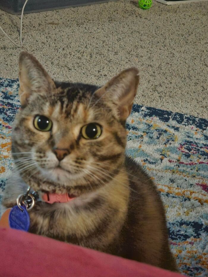 Lenore Plunging Headfirst Into Disaster