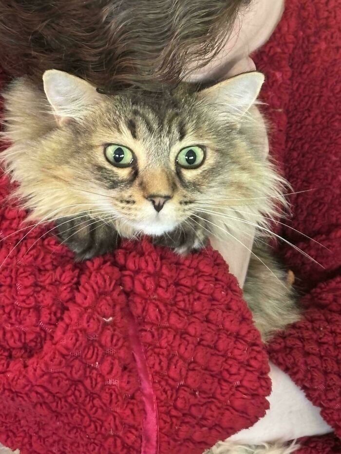 We Just Wanted The Couch, Is That Too Much?