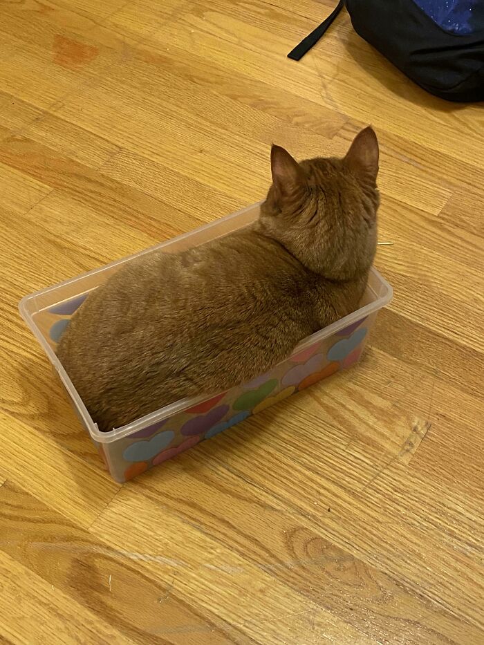 Cat In A Bin: Sit Anywhere, Anytime