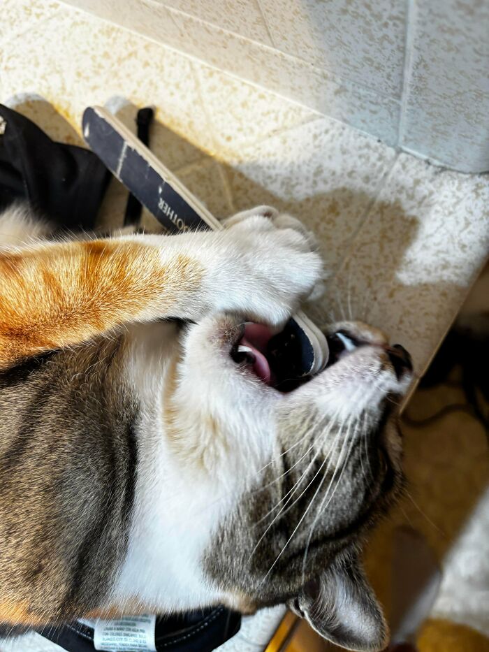 Nail Files Taste Extra Crunchy