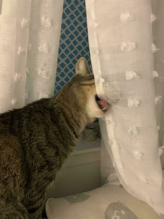Why Does She Love Curtain Taste So Much?