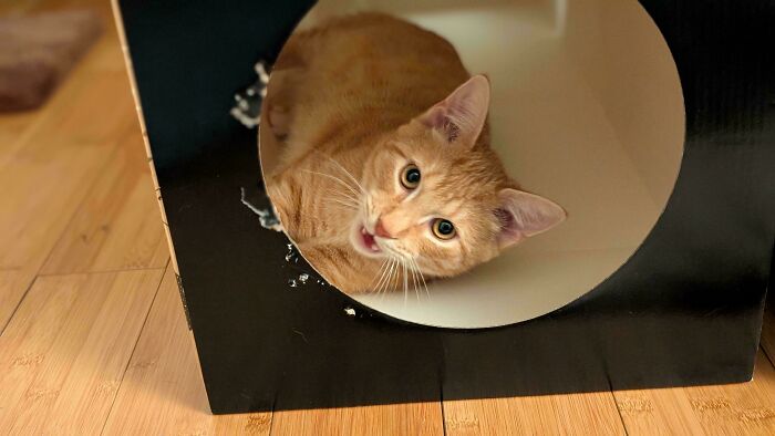 The Stapler And His Work