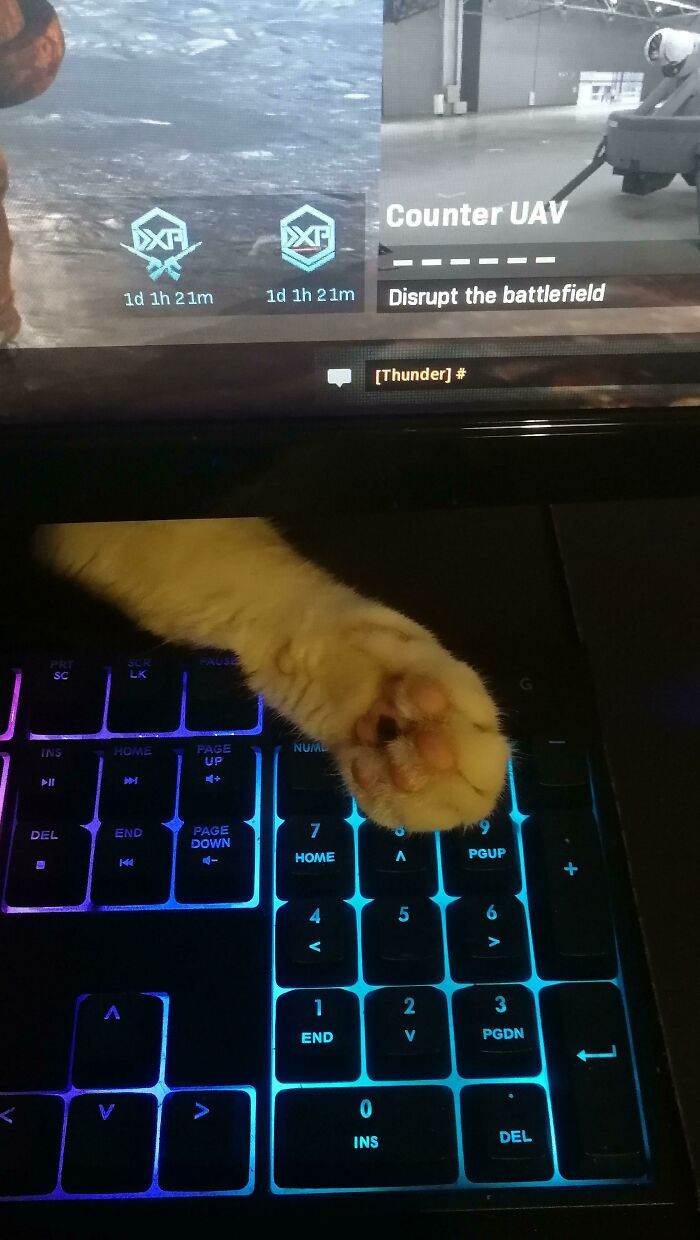 Sneaky Keyboard Paw Attack
