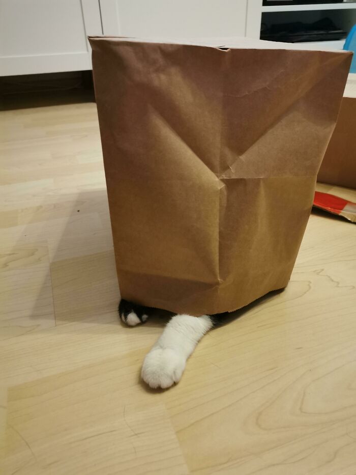 Just Your Average Paper Bag