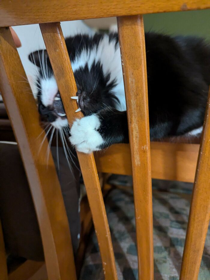 Stapling Chairs, Because Why Not?
