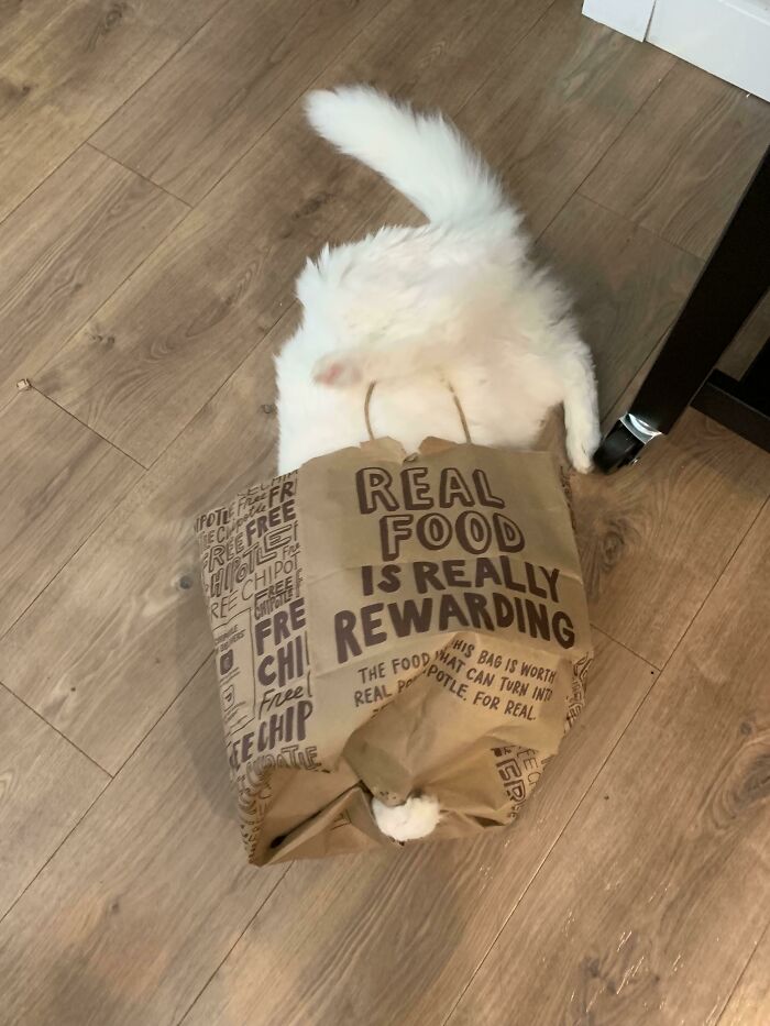 Just A Chipotle Bag, Nothing To See