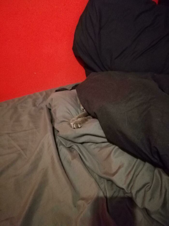 Bedding Matches Cat, Danger Zone