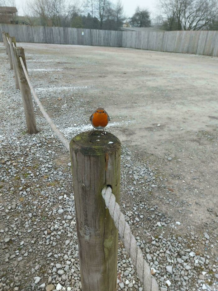 This Rotund Robin Said Hello At Peak Wildlife Park