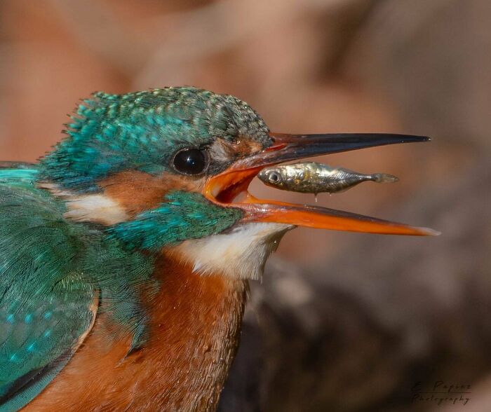 Snapped This Beautiful Kingfisher On A Lovely Morning In East Kent