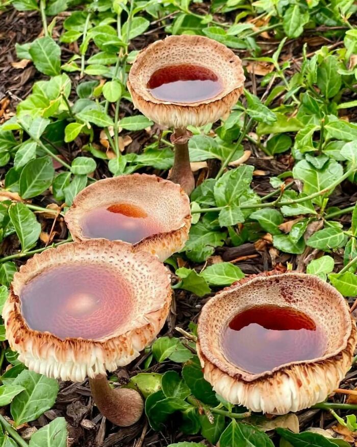 Free-Range Yorkshire Puddings With Gravy? Yes, Please!