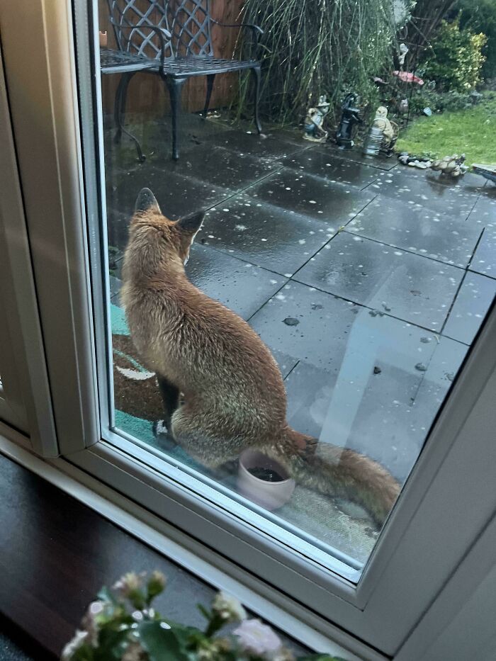 Just Sipping My Coffee When A Fox Decided To Go In A Plant Pot...