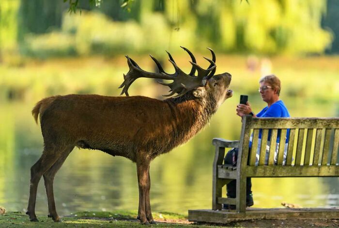 Seriously Impressed With This Woman’s Calmness Around A Richmond Park Stag