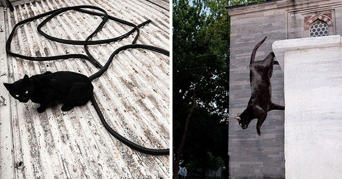 30 Street Cats From Istanbul That Are Basically Little Furry Stars