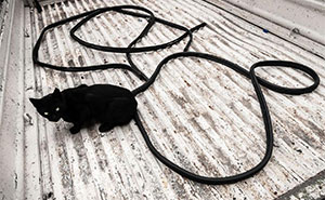 30 Street Cats From Istanbul That Are Basically Little Furry Stars