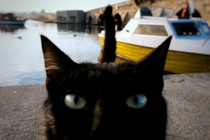 30 Street Cats From Istanbul That Are Basically Little Furry Stars