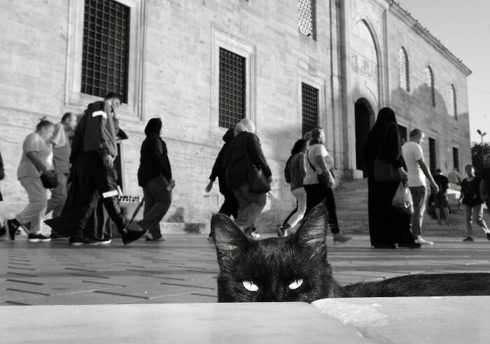 30 Street Cats From Istanbul That Are Basically Little Furry Stars