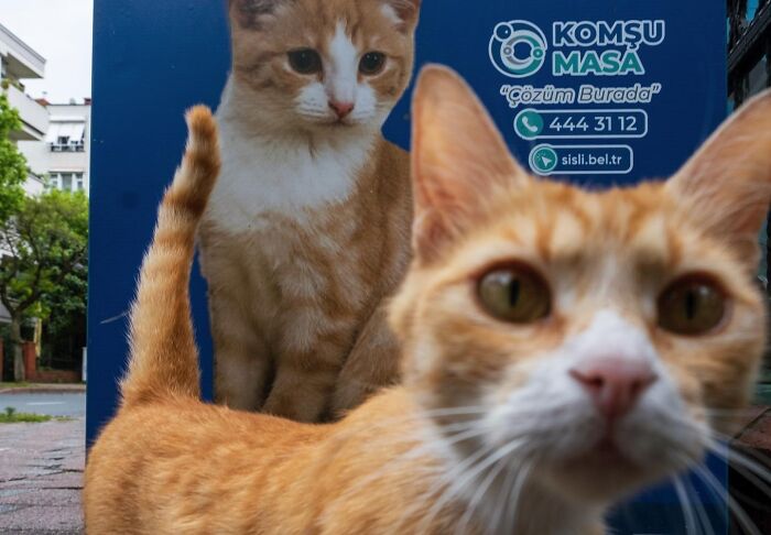 30 Street Cats From Istanbul That Are Basically Little Furry Stars