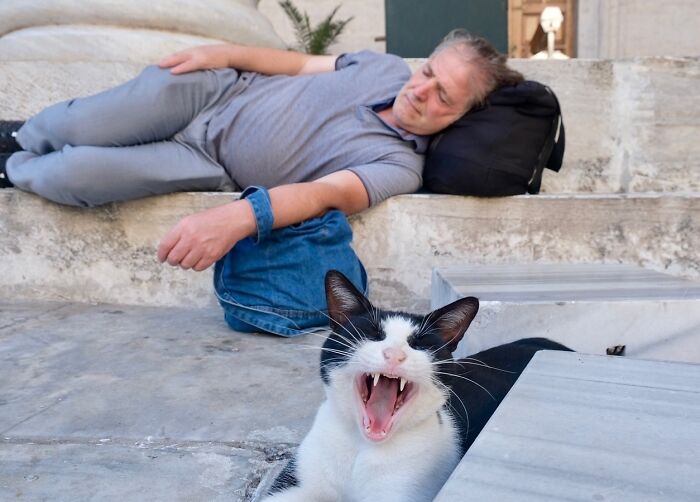 30 Street Cats From Istanbul That Are Basically Little Furry Stars