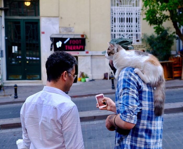 30 Street Cats From Istanbul That Are Basically Little Furry Stars