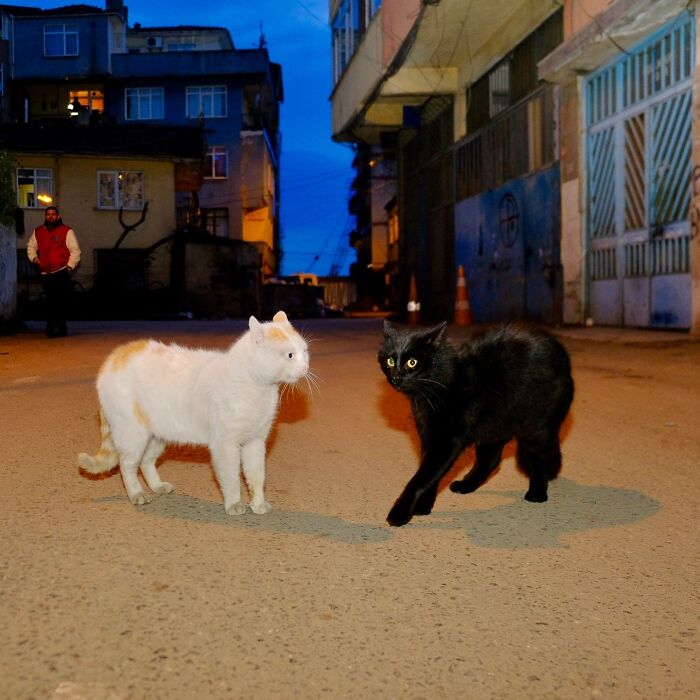 30 Street Cats From Istanbul That Are Basically Little Furry Stars