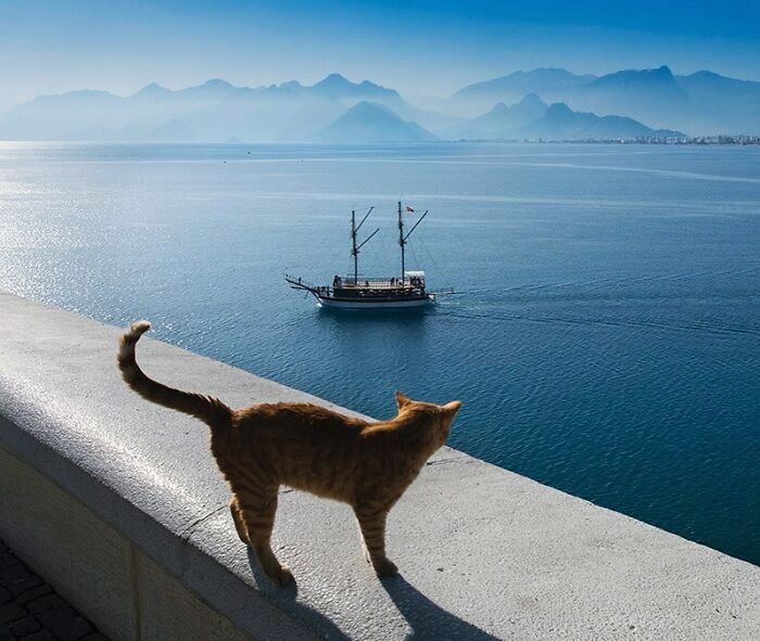30 Street Cats From Istanbul That Are Basically Little Furry Stars