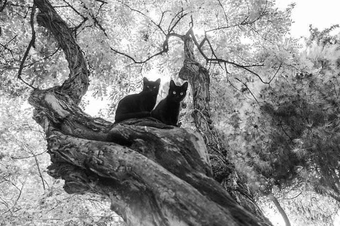 30 Street Cats From Istanbul That Are Basically Little Furry Stars