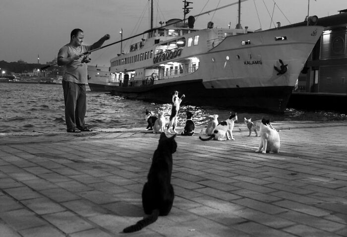 30 Street Cats From Istanbul That Are Basically Little Furry Stars