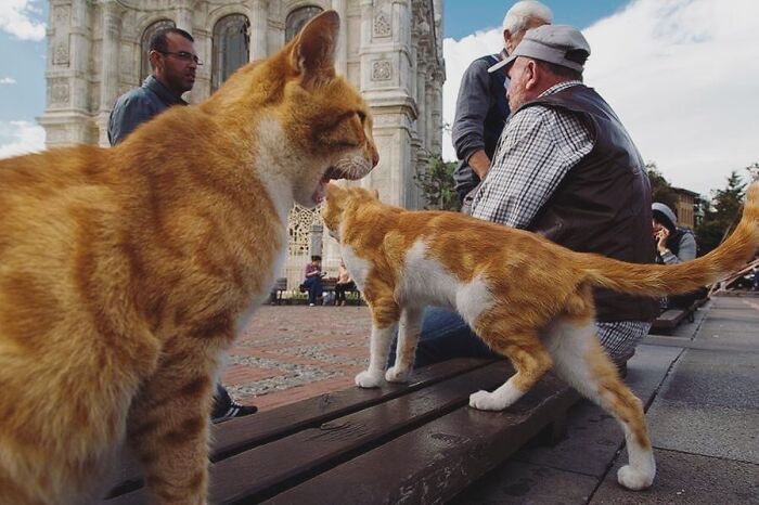 30 Street Cats From Istanbul That Are Basically Little Furry Stars