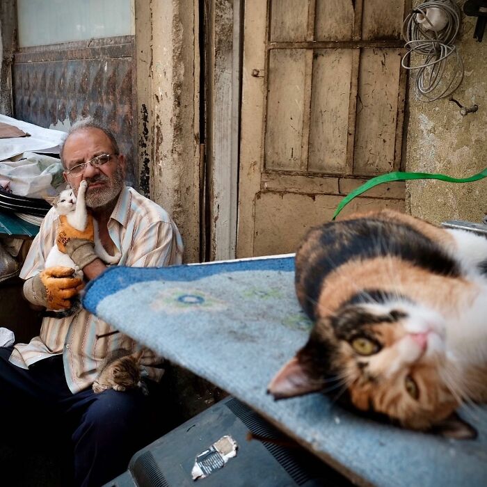 30 Street Cats From Istanbul That Are Basically Little Furry Stars